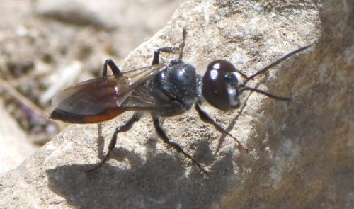 Astata sp.